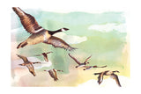 Les oiseaux migrateurs l Édition limitée